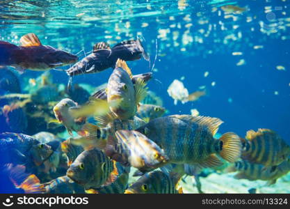 fish under water