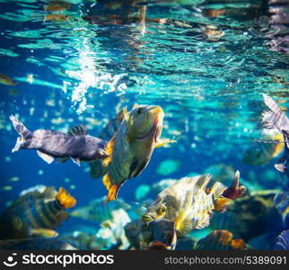 fish under water