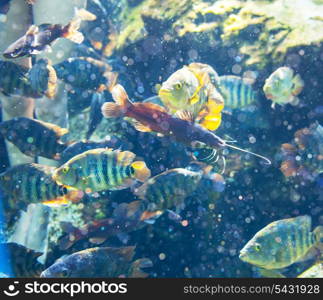 fish under water