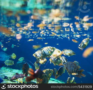 fish under water