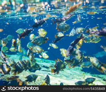 fish under water