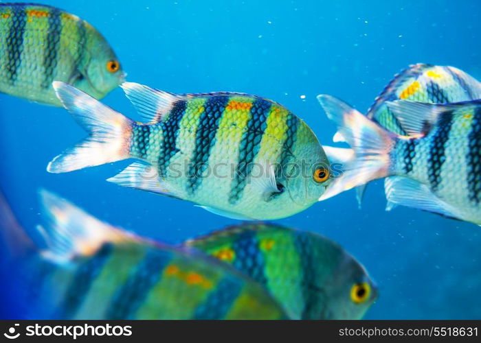 fish under water