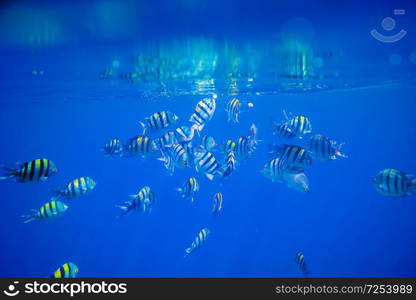 fish under water