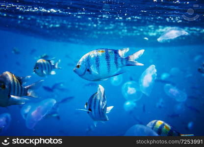 fish under water