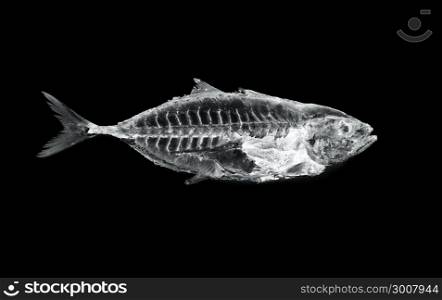 fish x ray