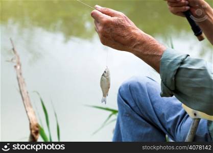 fisherman caught small bream fish from Kuban River, Russia