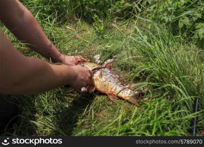 Fisherman cleaning fish from scales on the grass with knife&#xA;