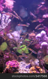 fishes coral and anemones in the bottom of aquarium or sea