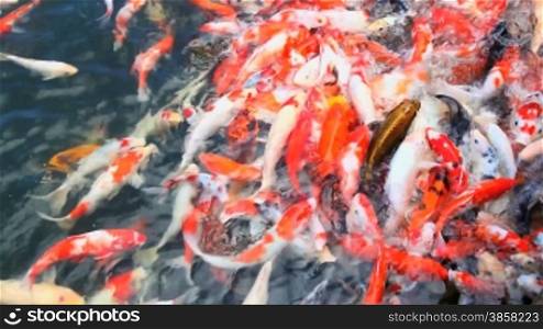 fishes in pond