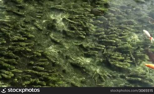 Fishes in the clear water