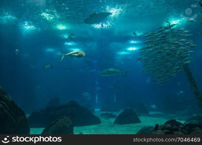 Fishes inside Blue Aquarium Tank