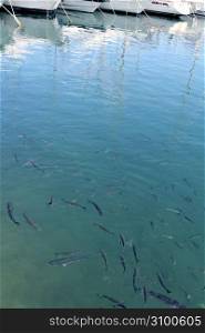 fishes mullet school in mediterranean port saltwater