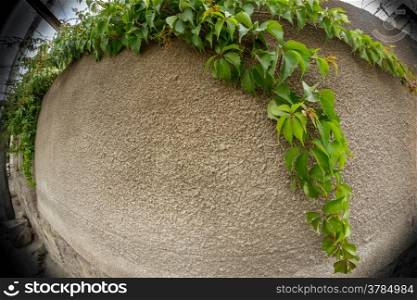 Fisheye view of vine growing along the edges of a wall