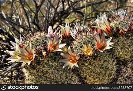 Fishhook cactus flower HDR