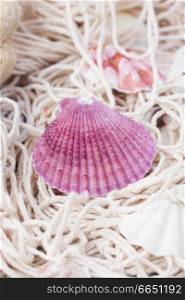 fishing net  with pink shell and marine rope. fishing net on wooden background