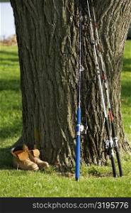 Fishing rods leaning against a tree