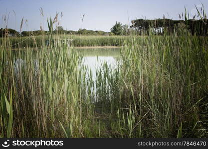 Fishing shack on channels to Adriatic sea among canes and pines in Italian seaside