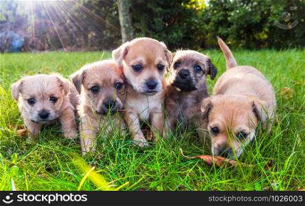 Five brown puppies playing in the grass. Five brown puppies in the grass