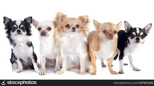 five chihuahua in front of white background