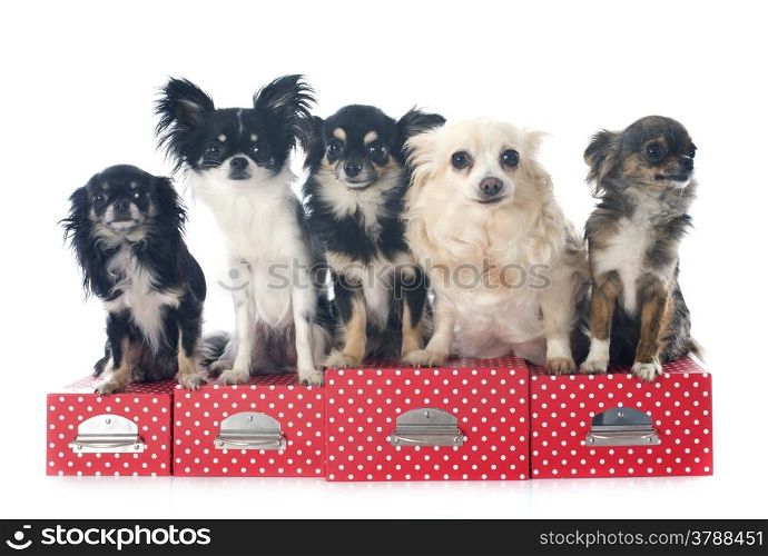 five chihuahuas in front of white background