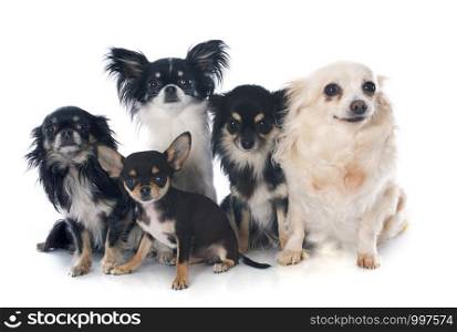 five chihuahuas in front of white background