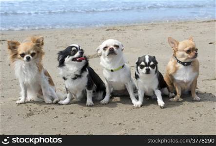 five chihuahuas sitting together on a beach