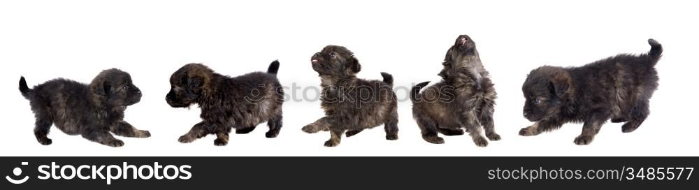 Five cute puppy dog brown on white background