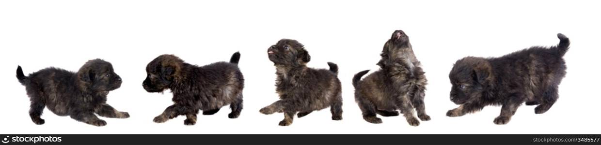 Five cute puppy dog brown on white background