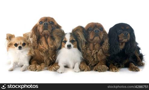 five dogs in front of white background