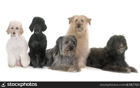 five dogs in front of white background