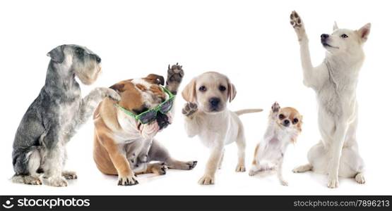 five dogs say hello in front of white background