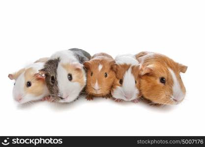 five guinea pigs. five guinea pigs in a row on a white background