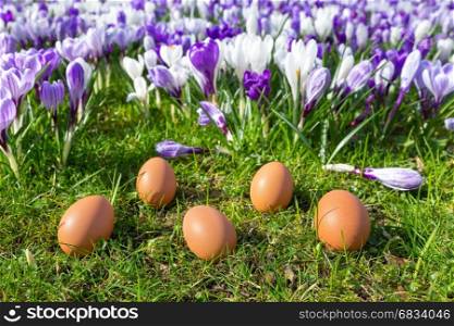 Five loose eggs lying on grass near blooming crocuses