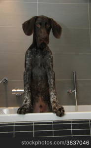 Five month old german shorthaired pointer male in the bathtub