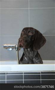 Five month old german shorthaired pointer male in the bathtub