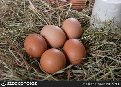 five organic fresh eggs on the straw