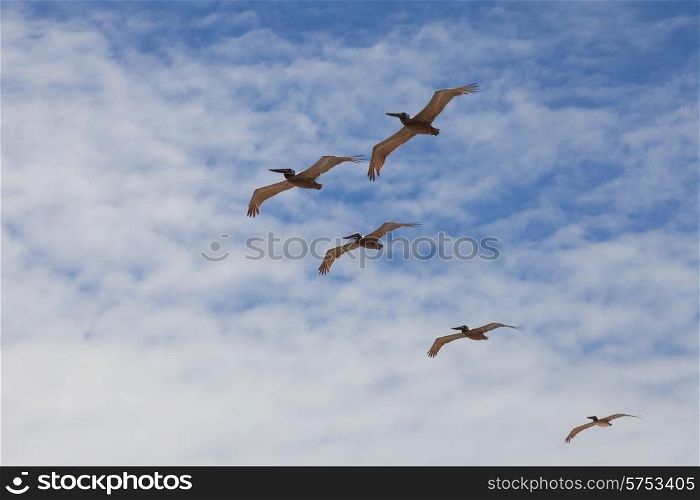 Five pelicans flying in sun backlight on blue cloudy sky background&#xA;