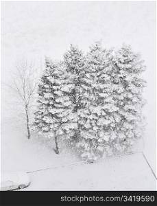 Five pine trees in a heavy snowfall, pictures taken from above.