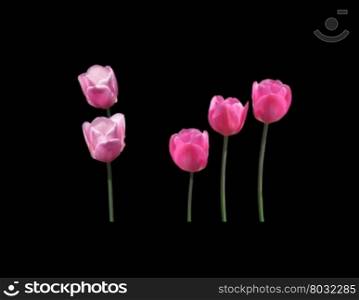 Five pink tulips. Five pink tulips isolated on black