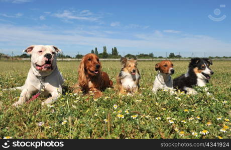 five purebred dogs laid down in a field
