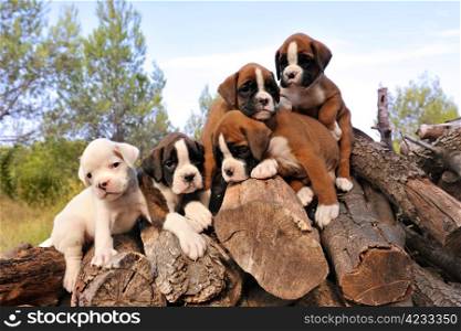 five purebred puppies boxer on the wood
