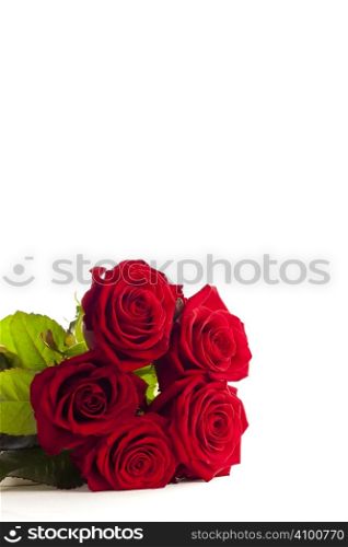 Five red roses isolated over white background
