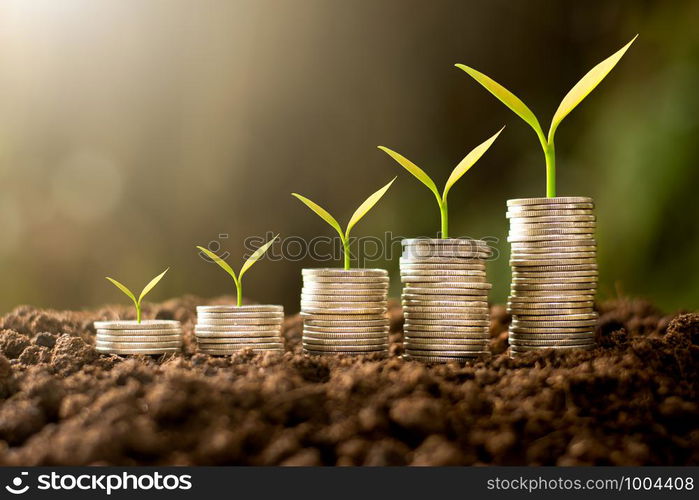 Five rows of coins placed on fertile soil. While seedlings are growing.