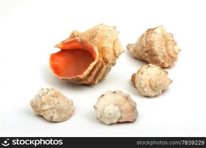 Five seashells isolated on a white background