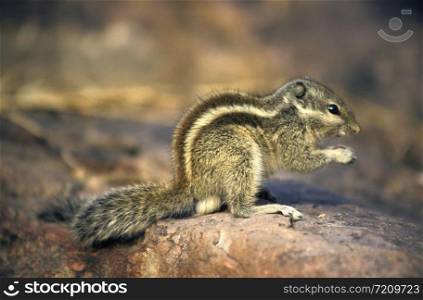 Five Striped Squirrel at Ranthambore National Park, Rajasthan, India
