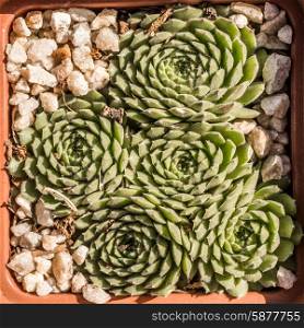 Five Succulent Plants in a small plastic planter as viewed from above