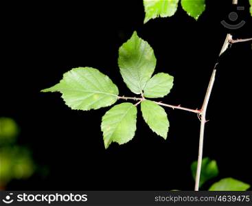 Five sunny green leaves of wild plants