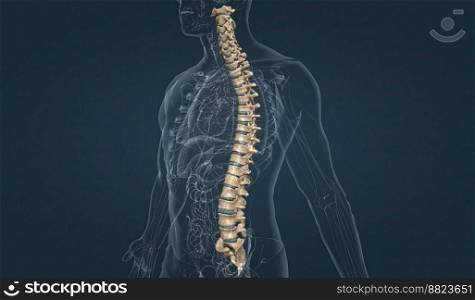 Five vertebrae are fused together to form the sacrum  part of the pelvis , and four small vertebrae are fused together to form the coccyx  tailbone . 3D illustration. The spinal cord lies inside the spinal column, which is made up of 33 bones called vertebrae.