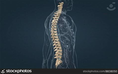 Five vertebrae are fused together to form the sacrum (part of the pelvis), and four small vertebrae are fused together to form the coccyx (tailbone). 3D illustration. The spinal cord lies inside the spinal column, which is made up of 33 bones called vertebrae.