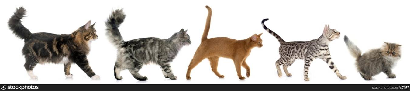 five walking cats in front of white background